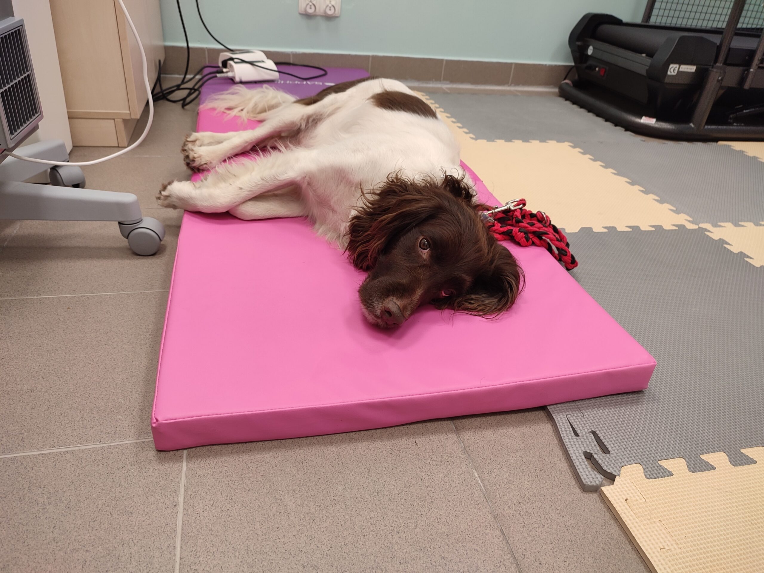 neurorehabilitacja (4)